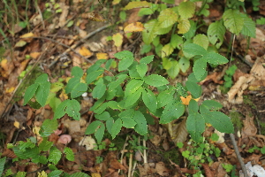  ( - 038_002)  @11 [ ] CreativeCommons - Attribution Non-Commercial Share-Alike (2019) Kostrzyca Forest Gene Bank Kostrzyca Forest Gene Bank