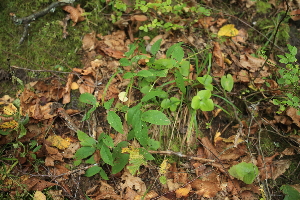  ( - 038_003)  @11 [ ] CreativeCommons - Attribution Non-Commercial Share-Alike (2019) Kostrzyca Forest Gene Bank Kostrzyca Forest Gene Bank