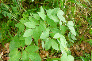  ( - 038_007)  @11 [ ] CreativeCommons - Attribution Non-Commercial Share-Alike (2019) Kostrzyca Forest Gene Bank Kostrzyca Forest Gene Bank