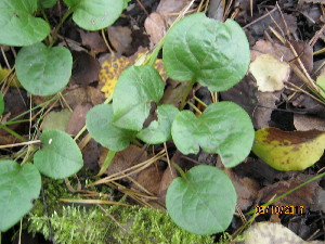  (Pyrola rotundifolia - 041_004)  @11 [ ] CreativeCommons - Attribution Non-Commercial Share-Alike (2019) Kostrzyca Forest Gene Bank Kostrzyca Forest Gene Bank