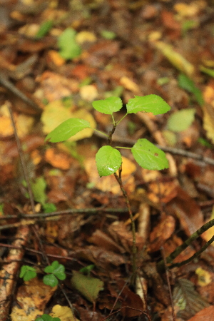  ( - 044_002)  @11 [ ] CreativeCommons - Attribution Non-Commercial Share-Alike (2019) Kostrzyca Forest Gene Bank Kostrzyca Forest Gene Bank