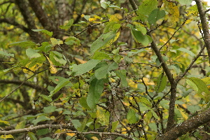  ( - 044_004)  @11 [ ] CreativeCommons - Attribution Non-Commercial Share-Alike (2019) Kostrzyca Forest Gene Bank Kostrzyca Forest Gene Bank