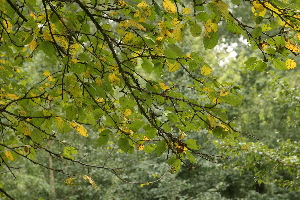  ( - 044_007)  @11 [ ] CreativeCommons - Attribution Non-Commercial Share-Alike (2019) Kostrzyca Forest Gene Bank Kostrzyca Forest Gene Bank