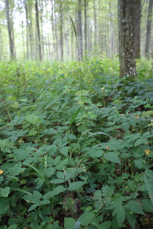  ( - 047_001)  @11 [ ] CreativeCommons - Attribution Non-Commercial Share-Alike (2019) Kostrzyca Forest Gene Bank Kostrzyca Forest Gene Bank