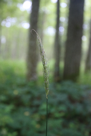  ( - 047_001)  @11 [ ] CreativeCommons - Attribution Non-Commercial Share-Alike (2019) Kostrzyca Forest Gene Bank Kostrzyca Forest Gene Bank