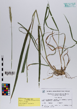  ( - 047_001)  @11 [ ] CreativeCommons - Attribution Non-Commercial Share-Alike (2019) Kostrzyca Forest Gene Bank Kostrzyca Forest Gene Bank