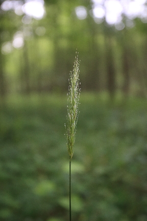  ( - 047_002)  @11 [ ] CreativeCommons - Attribution Non-Commercial Share-Alike (2019) Kostrzyca Forest Gene Bank Kostrzyca Forest Gene Bank