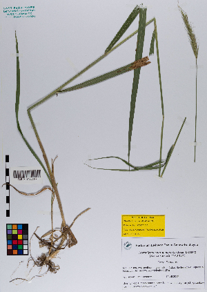  ( - 047_002)  @11 [ ] CreativeCommons - Attribution Non-Commercial Share-Alike (2019) Kostrzyca Forest Gene Bank Kostrzyca Forest Gene Bank