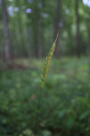  ( - 047_004)  @11 [ ] CreativeCommons - Attribution Non-Commercial Share-Alike (2019) Kostrzyca Forest Gene Bank Kostrzyca Forest Gene Bank