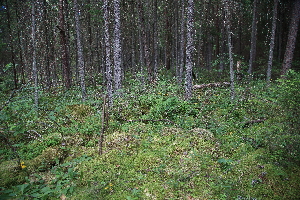  ( - 060_003)  @11 [ ] CreativeCommons - Attribution Non-Commercial Share-Alike (2019) Kostrzyca Forest Gene Bank Kostrzyca Forest Gene Bank