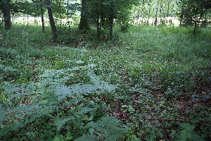  ( - 063_002)  @11 [ ] CreativeCommons - Attribution Non-Commercial Share-Alike (2019) Kostrzyca Forest Gene Bank Kostrzyca Forest Gene Bank