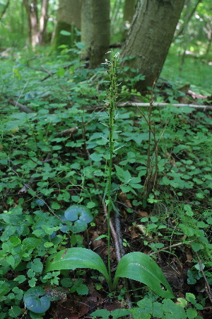  (Platanthera chlorantha - 070_003)  @11 [ ] CreativeCommons - Attribution Non-Commercial Share-Alike (2019) Kostrzyca Forest Gene Bank Kostrzyca Forest Gene Bank