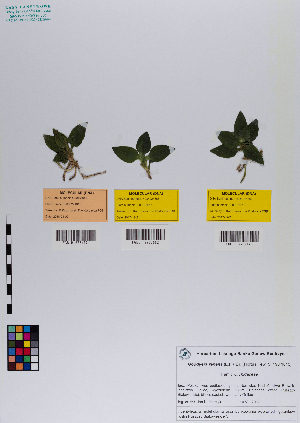  ( - 078_003)  @11 [ ] CreativeCommons - Attribution Non-Commercial Share-Alike (2019) Kostrzyca Forest Gene Bank Kostrzyca Forest Gene Bank