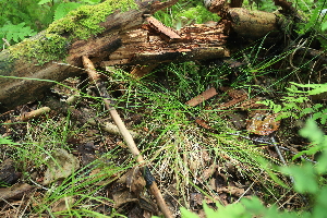  ( - 099_003)  @11 [ ] CreativeCommons - Attribution Non-Commercial Share-Alike (2019) Kostrzyca Forest Gene Bank Kostrzyca Forest Gene Bank