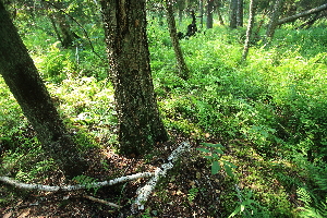  (Carex loliacea - 099_004)  @11 [ ] CreativeCommons - Attribution Non-Commercial Share-Alike (2019) Kostrzyca Forest Gene Bank Kostrzyca Forest Gene Bank