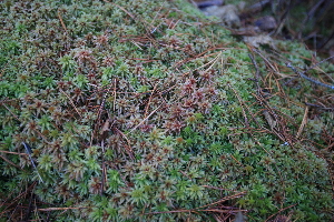  ( - 010_001)  @11 [ ] CreativeCommons - Attribution Non-Commercial Share-Alike (2019) Kostrzyca Forest Gene Bank Kostrzyca Forest Gene Bank