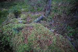  ( - 010_001)  @11 [ ] CreativeCommons - Attribution Non-Commercial Share-Alike (2019) Kostrzyca Forest Gene Bank Kostrzyca Forest Gene Bank