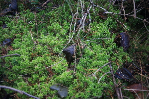  ( - 012_001)  @11 [ ] CreativeCommons - Attribution Non-Commercial Share-Alike (2019) Kostrzyca Forest Gene Bank Kostrzyca Forest Gene Bank