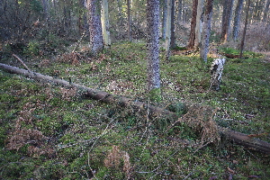 ( - 012_001)  @11 [ ] CreativeCommons - Attribution Non-Commercial Share-Alike (2019) Kostrzyca Forest Gene Bank Kostrzyca Forest Gene Bank