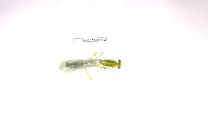  (Microphotina viridescens - BC-GF2024-0128)  @11 [ ] Creative Commons (2024) rodolphe rougerie Museum national d'histoire naturelle