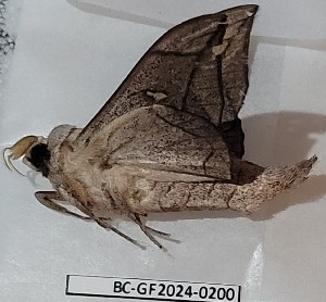  ( - BC-GF2024-0200)  @11 [ ] Creative Commons (2024) rodolphe rougerie Museum national d'histoire naturelle