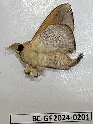  ( - BC-GF2024-0201)  @11 [ ] Creative Commons (2024) rodolphe rougerie Museum national d'histoire naturelle