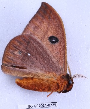  ( - BC-GF2024-0225)  @11 [ ] Creative Commons (2024) rodolphe rougerie Museum national d'histoire naturelle