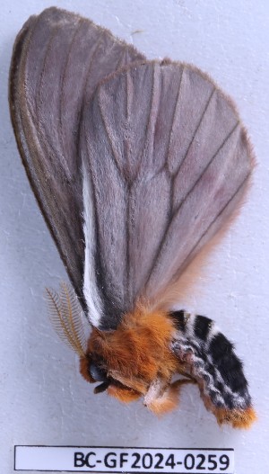  ( - BC-GF2024-0259)  @11 [ ] Creative Commons (2024) rodolphe rougerie Museum national d'histoire naturelle