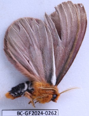  ( - BC-GF2024-0262)  @11 [ ] Creative Commons (2024) rodolphe rougerie Museum national d'histoire naturelle