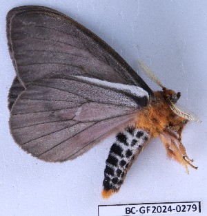  ( - BC-GF2024-0279)  @11 [ ] Creative Commons (2024) rodolphe rougerie Museum national d'histoire naturelle