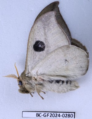  ( - BC-GF2024-0280)  @11 [ ] Creative Commons (2024) rodolphe rougerie Museum national d'histoire naturelle