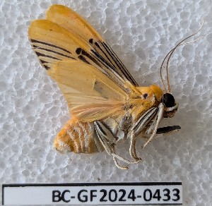  ( - BC-GF2024-0433)  @11 [ ] Creative Commons (2024) rodolphe rougerie Museum national d'histoire naturelle