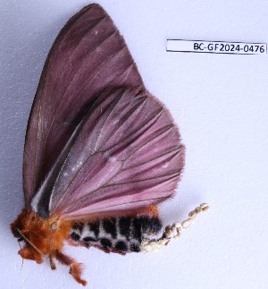  ( - BC-GF2024-0476)  @11 [ ] Creative Commons (2024) rodolphe rougerie Museum national d'histoire naturelle