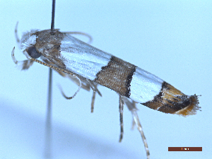  ( - BC-GF2024-1437)  @11 [ ] Creative Commons (2024) rodolphe rougerie Museum national d'histoire naturelle