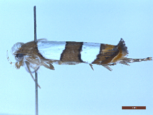  ( - BC-GF2024-1477)  @11 [ ] Creative Commons (2024) rodolphe rougerie Museum national d'histoire naturelle