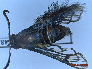  ( - BC-GF2024-1485)  @11 [ ] Creative Commons (2024) rodolphe rougerie Museum national d'histoire naturelle