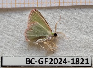  ( - BC-GF2024-1821)  @11 [ ] Creative Commons (2024) rodolphe rougerie Museum national d'histoire naturelle