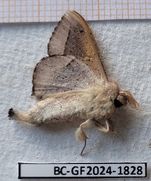  ( - BC-GF2024-1828)  @11 [ ] Creative Commons (2024) rodolphe rougerie Museum national d'histoire naturelle