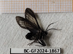  ( - BC-GF2024-1867)  @11 [ ] Creative Commons (2024) rodolphe rougerie Museum national d'histoire naturelle