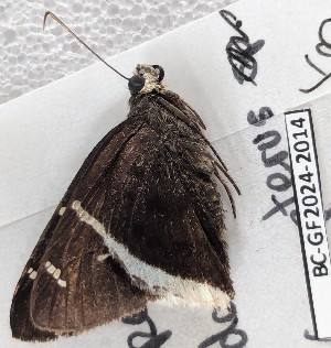  ( - BC-GF2024-2014)  @11 [ ] Creative Commons (2024) rodolphe rougerie Museum national d'histoire naturelle