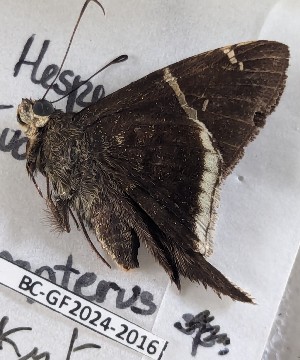  ( - BC-GF2024-2016)  @11 [ ] Creative Commons (2024) rodolphe rougerie Museum national d'histoire naturelle