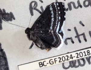  ( - BC-GF2024-2018)  @11 [ ] Creative Commons (2024) rodolphe rougerie Museum national d'histoire naturelle