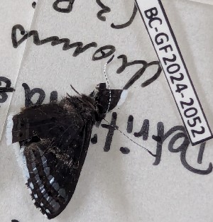  ( - BC-GF2024-2052)  @11 [ ] Creative Commons (2024) rodolphe rougerie Museum national d'histoire naturelle