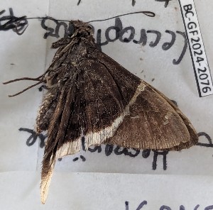  (Cecropterus takuta - BC-GF2024-2076)  @11 [ ] Creative Commons (2024) rodolphe rougerie Museum national d'histoire naturelle