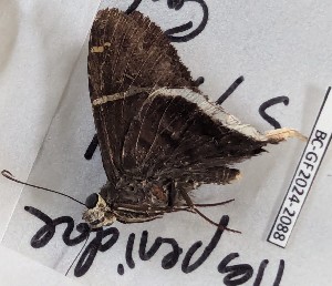  ( - BC-GF2024-2088)  @11 [ ] Creative Commons (2024) rodolphe rougerie Museum national d'histoire naturelle