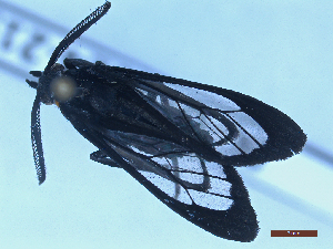  ( - BC-GF2024-2156)  @11 [ ] Creative Commons (2024) rodolphe rougerie Museum national d'histoire naturelle