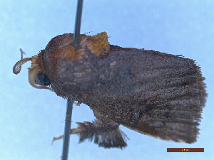  ( - BC-GF2024-2159)  @11 [ ] Creative Commons (2024) rodolphe rougerie Museum national d'histoire naturelle