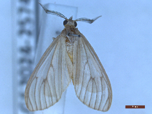  ( - BC-GF2024-2574)  @11 [ ] Creative Commons (2024) rodolphe rougerie Museum national d'histoire naturelle