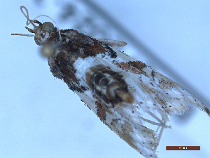  ( - BC-GF2024-2582)  @11 [ ] Creative Commons (2024) rodolphe rougerie Museum national d'histoire naturelle