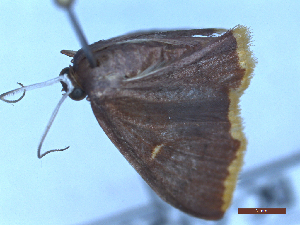  ( - BC-GF2024-2594)  @11 [ ] Creative Commons (2024) rodolphe rougerie Museum national d'histoire naturelle